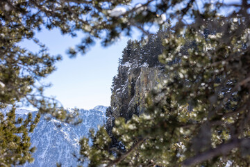 snow covered pine tree