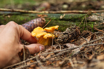 chanterelle in the forest