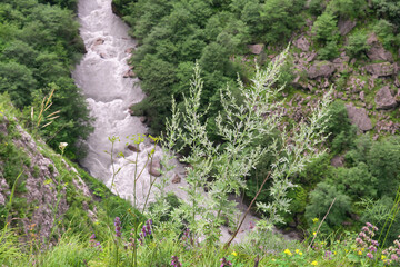 View of Balkarsky Cherek canyon on cloudy summer day. Kabardino-Balkaria, Caucasus, Russia.