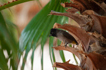 A bird stands in a branch of palm tree