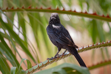 A bird stands in a branch of palm tree