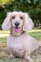 Portrait of a miniature dachshund