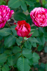 garden roses