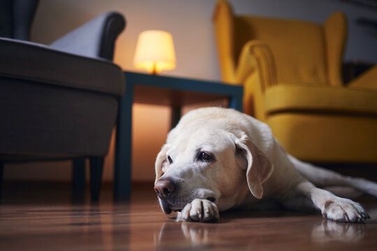 Tired dog waiting at home. Senior labrador lying down against chairs in living room..