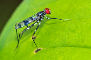 Tropical Fly, Diptera, Tropical Rainforest, Marino Ballena National Park, Uvita de Osa, Puntarenas, Costa Rica, Central America, America