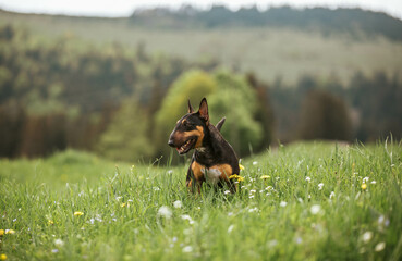 mini bull terrier dog walking on grass on the Carpathian mountains 