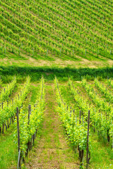 Vineyards in Oltrepo Pavese, italy, at springtime