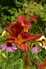 Blooming summer flowers, lilies, echinacea, rudbeckia in the garden on a summer bed, on a bright, warm day.