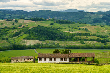 Naklejka premium Vineyards in Oltrepo Pavese, italy, at springtime