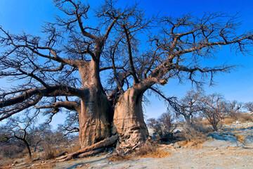 Baobab Tree, Adansonia digitata, Chobe National Park, Botswana, Africa