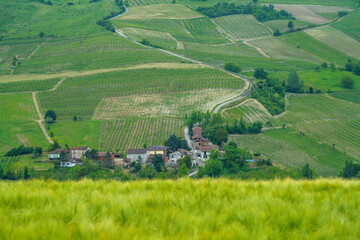 Vineyards in Oltrepo Pavese, italy, at springtime