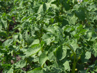 Potato bush in the garden, close-up. Potato stalks in the home garden.