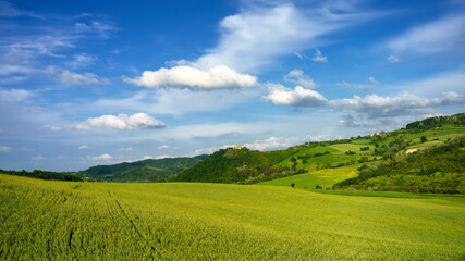 Vineyards in Oltrepo Pavese, italy, at springtime