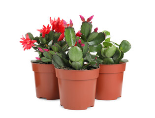 Beautiful blooming Schlumbergeras (Christmas or Thanksgiving cacti) on white background