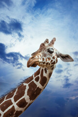 Obraz premium giraffe against the background of blue sky