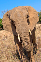 Naklejka na ściany i meble Elephant, Loxodonta africana, Wildlife Reserve, South Africa, Africa