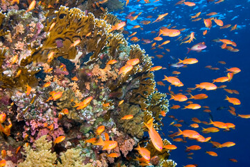 Fototapeta na wymiar Coral Reef Underwater Landscape, Soft and Hard Coral, Coral Reef, Red Sea, Egypt, Africa
