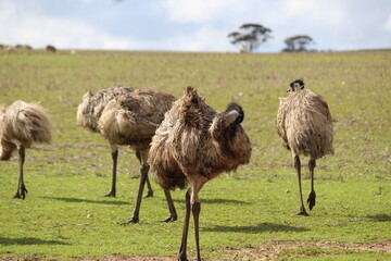 "Emu in the wild"...1.2.3 let's all scratch our backs