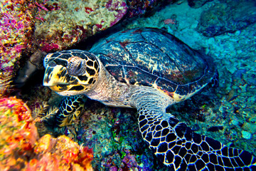 Naklejka na ściany i meble Hawksbill Sea Turtle, Eretmochelys imbricata, Bunaken National Marine Park, Bunaken, North Sulawesi, Indonesia, Asia