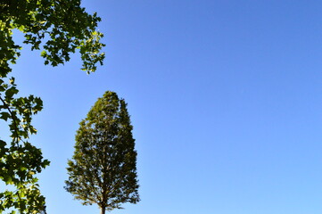 trees against a blue sky