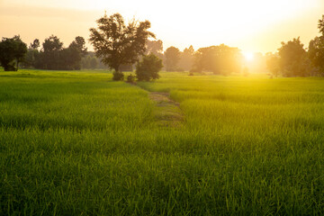 Obraz premium Rice field in morning, Thailand.