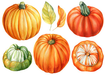 Pumpkins and leaves on an isolated white background, watercolor illustration, harvest of vegetables