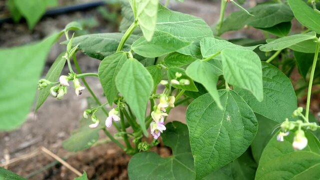 green bean plant during flowering, close-up bean plant,