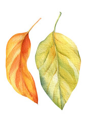 Dry leaves on an isolated white background, watercolor illustration, autumn