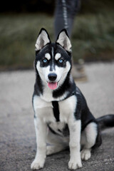 Beautiful siberian husky dog with blue eyes