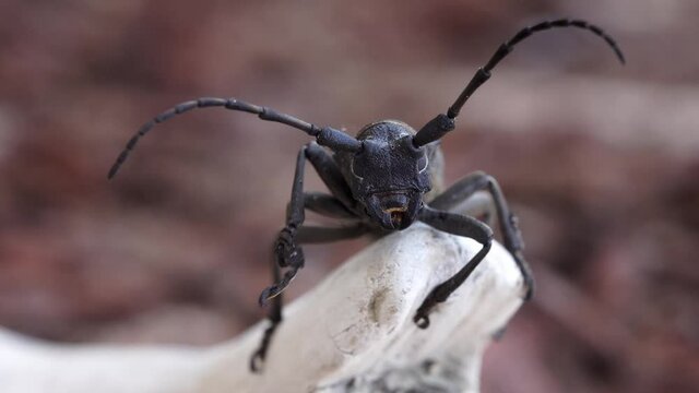 Morimus funereus is a species of beetle in the family Cerambycidae, found in Bulgarian nature cleans its legs