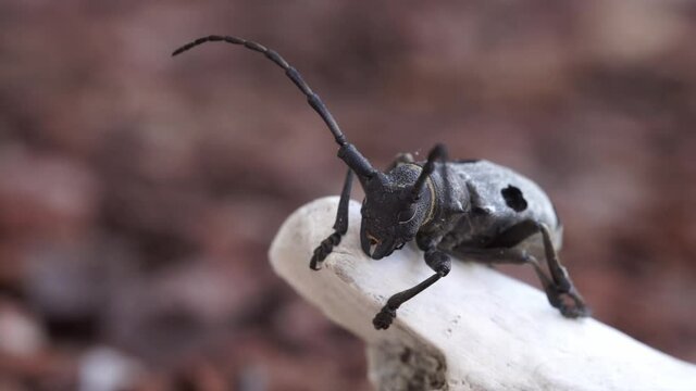 Morimus funereus is a species of beetle in the family Cerambycidae, found in Bulgarian nature cleans its legs