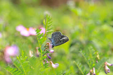 Great Protect me butterfly (Phengaris arion)