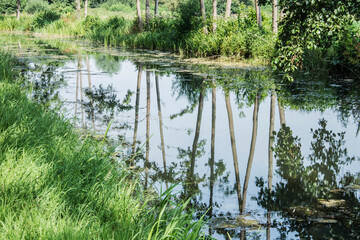 the reflection of alder trees in The Grote Beek in the nature area of Witte brink