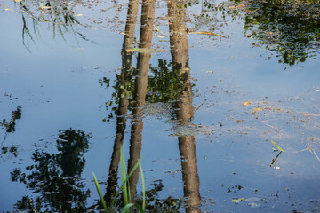 the reflection of alder trees in The Grote Beek in the nature area of Witte brink