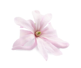 Beautiful pink magnolia flower isolated on white