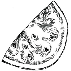 Watermelon sketch vector drawing. Isolated hand drawn berry on white background. Summer berry engraved style illustration. Decoration for food packaging.