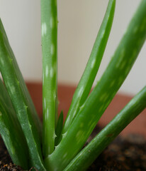 growing aloe vera plant at home, aloe vera plant in pot,