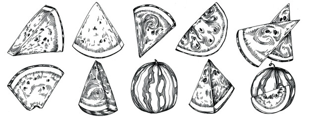 Watermelon sketch vector drawing. Isolated hand drawn berry on white background. Summer berry engraved style illustration. Decoration for food packaging.