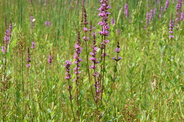 swamp plant purple loosestrife in nature area Kruisbergse Bossen