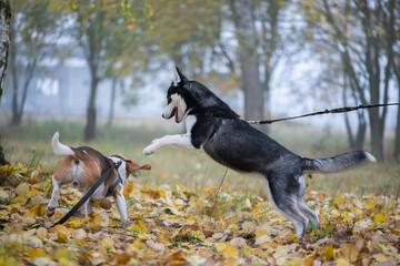 Two happy dogs-beagle and siberian husky running and playing in autumn park