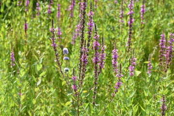 swamp plant purple loosestrife in nature area Kruisbergse Bossen