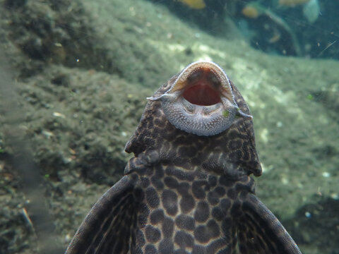 Suckermouth catfish (Hypostomus plecostomus) in aquarium