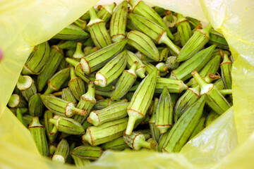 Obraz premium okra fruit in the hand of a cook, a large amount of fresh okra,