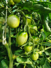 Small tomatoes (lat. Solanum lycopersicum), which are grown in a greenhouse.
