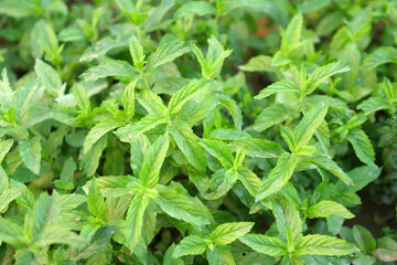 close-up green fresh mint,natural aromatic mint in the garden,