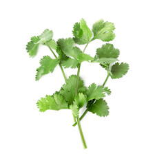 Aromatic fresh green cilantro isolated on white, top view