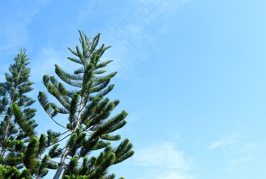 Norfolk island pine or Norfolk pine tree and light blue sky background. White cloud in the sky.