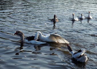 Fight of leaders of goose pack in the river