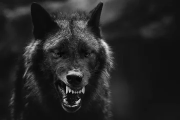 Deurstickers A greyscale closeup shot of an angry wolf with a blurred background © Björn Reibert/Wirestock
