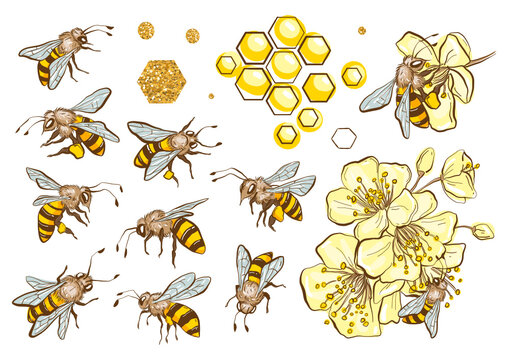 Set Of Realistic Bee, Honey, Flowers And Other, Beekeeping Illustration.  Vector EPS10